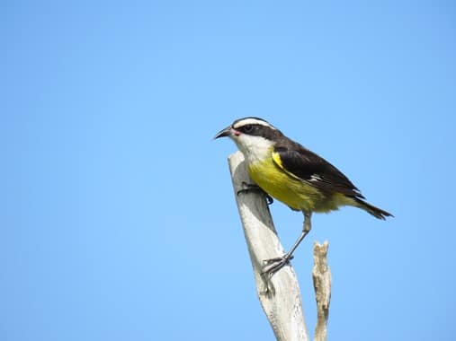 Yellow bellied bird in Cozumel birding tour gallery.