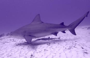 Sharks in Cozumel: Which Sharks Can Divers See? – Cozumel Info