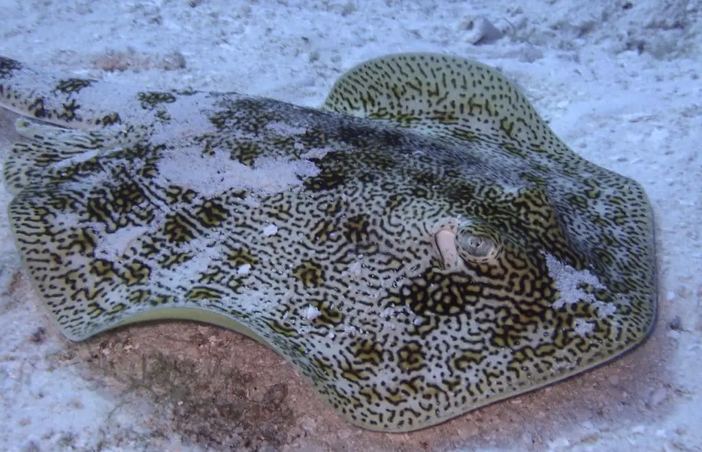 Author's photo of a yellow stingray on the sand while diving in Cozumel, Mexico.