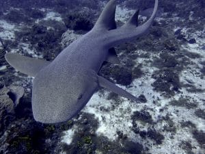 Read more about the article Cozumel Diving: Diving with Nurse Sharks 101