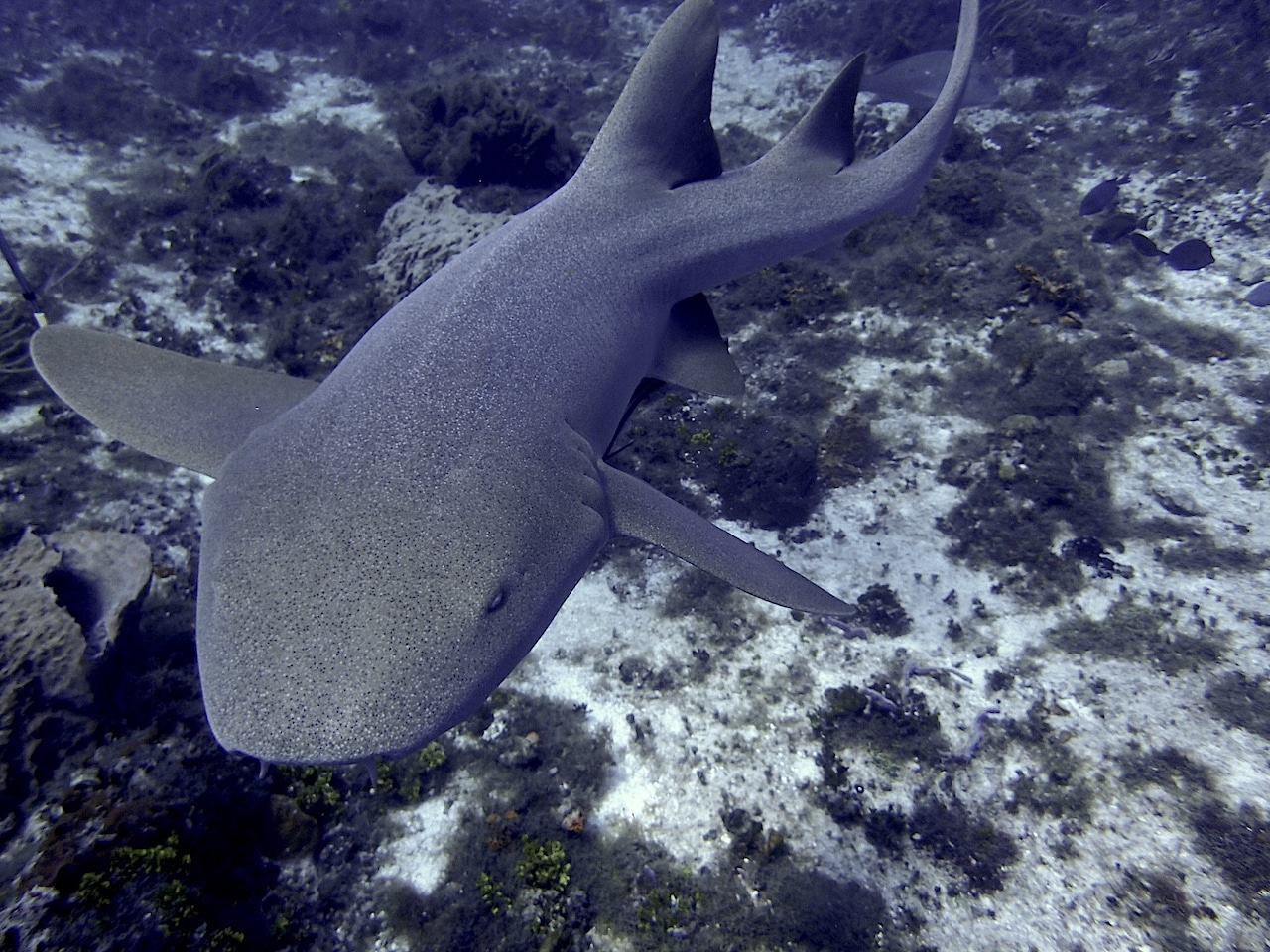 You are currently viewing Cozumel Diving: Can You Dive With Nurse Sharks?