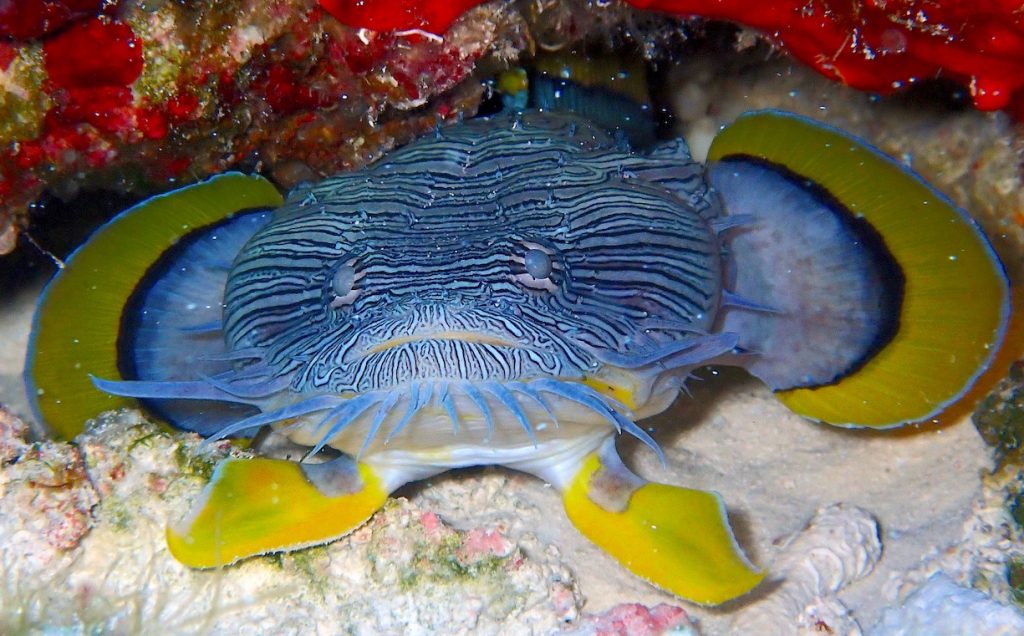 Cozumel Splendid Toadfish exposing its bright yellow fins in original photo by me/author.