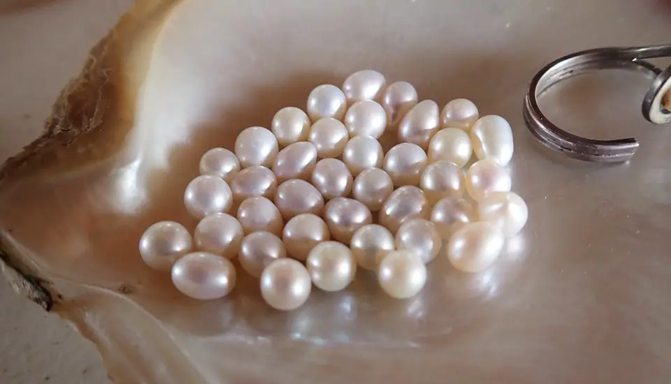 Collection of loose pearls at the Cozumel Pearl Farm.