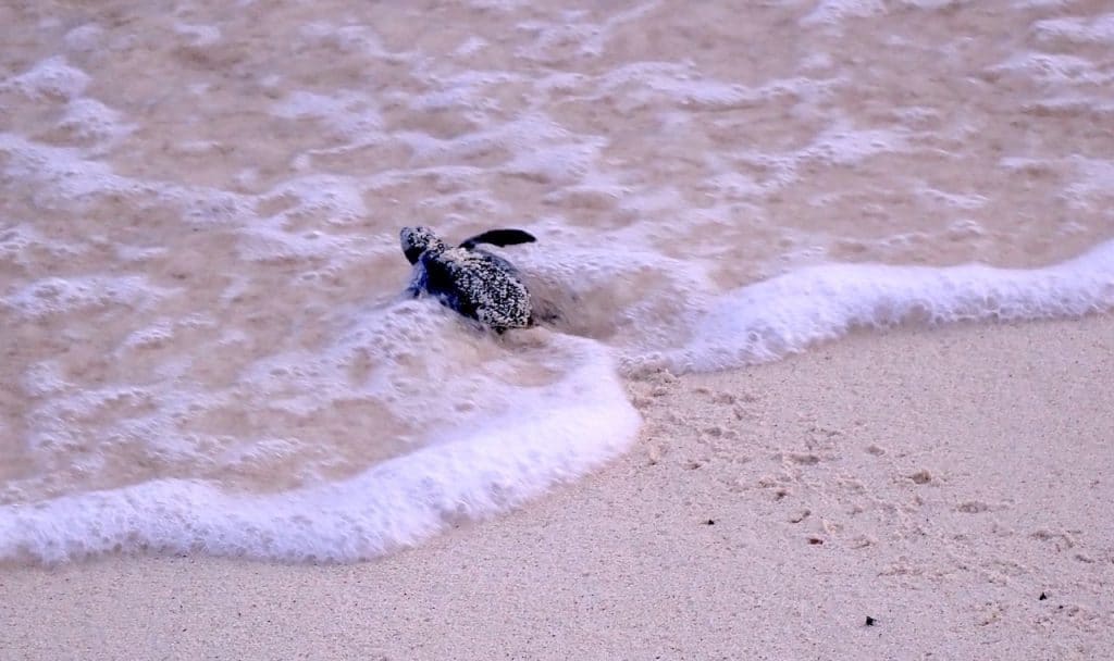 tiny hatchling greet turtle in surf