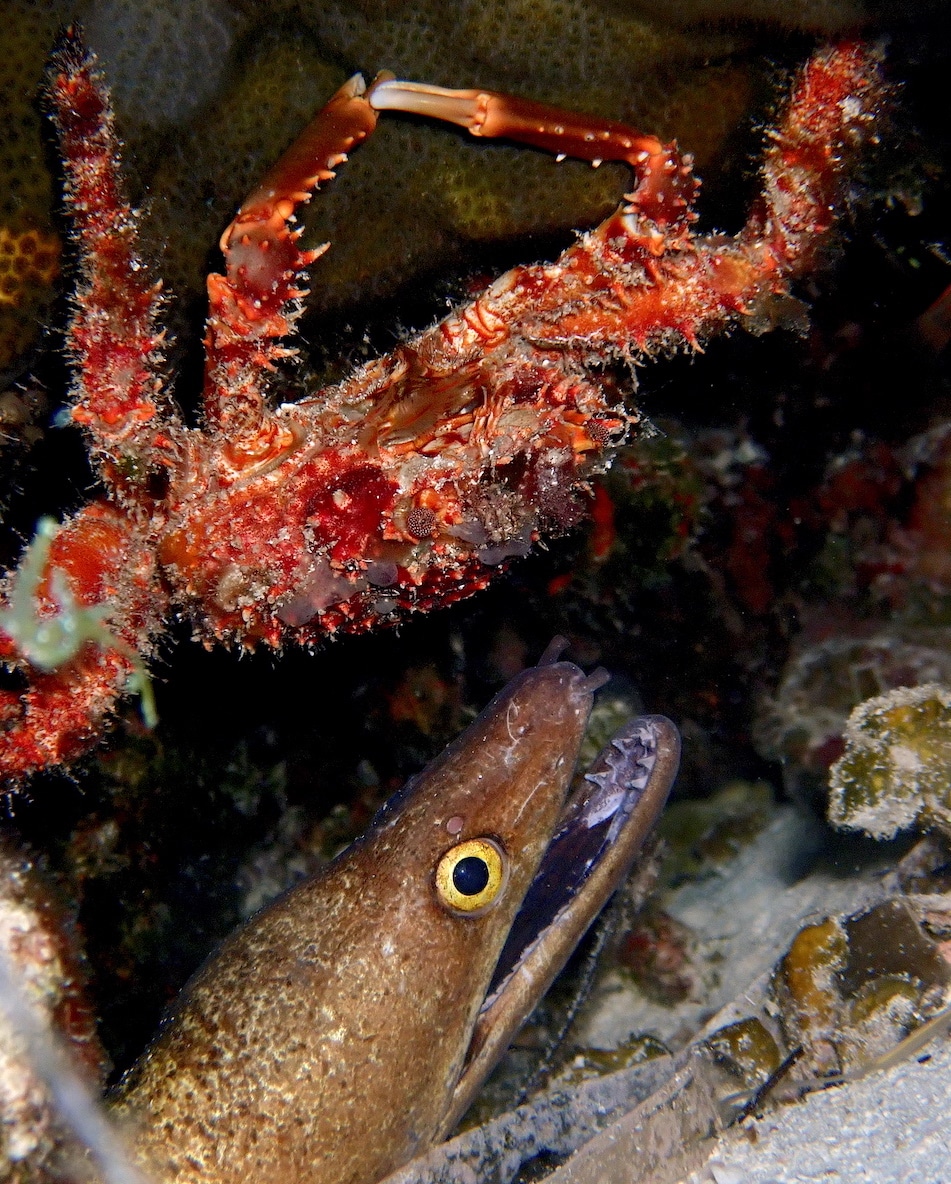 Grey purplemouth moray eel with large crab in Cozumel