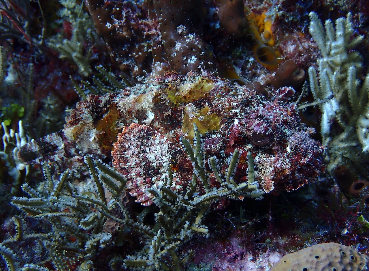Scorpionfish blending in along reef in Cozumel's national marine park.  Original photo by author. 