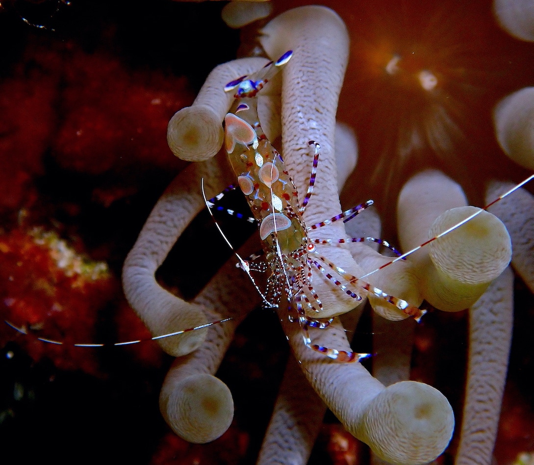 Spotted Cleaner Shrimp is a common macro marine encounter in Cozumel, Mexico. Original photo by author. 