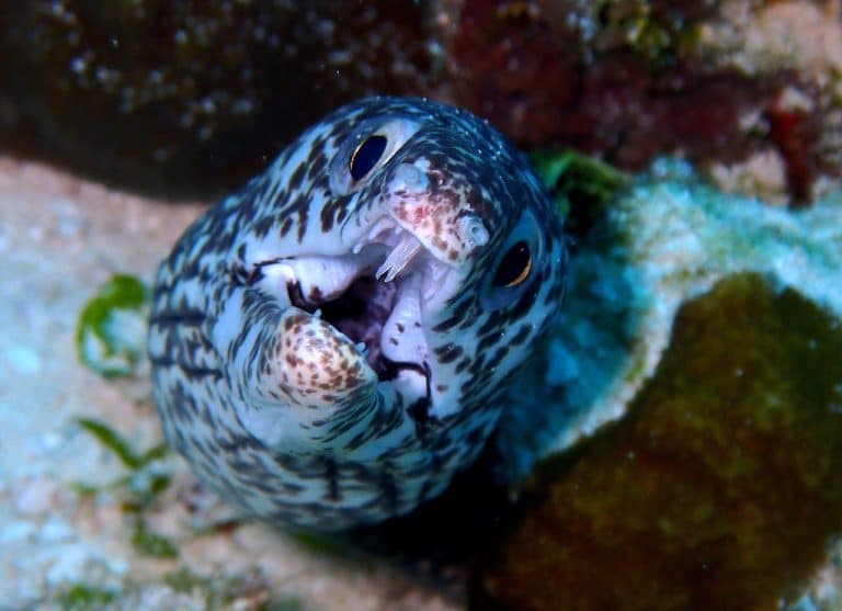 Close up shot of potted moray eel with fangs showing.