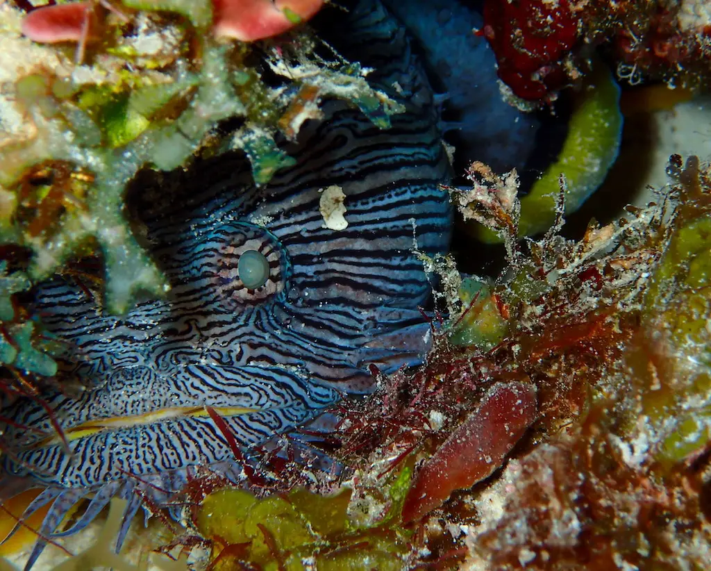My shot of a Splendid toadfish hiding well in the coral reef in Cozumel.