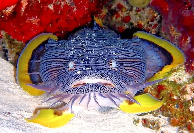 Splendid toadfish face and yellow side fins