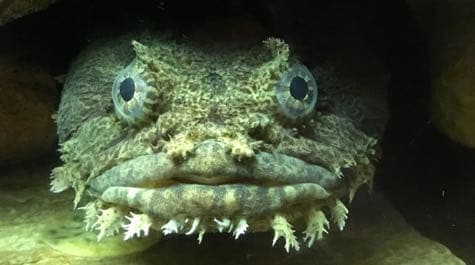 Oyster toadfish brown face