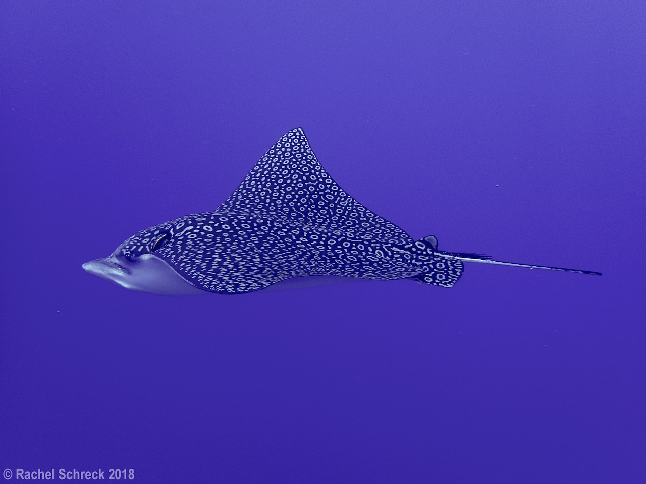 spotted eagle ray gliding through blue Cozumel water