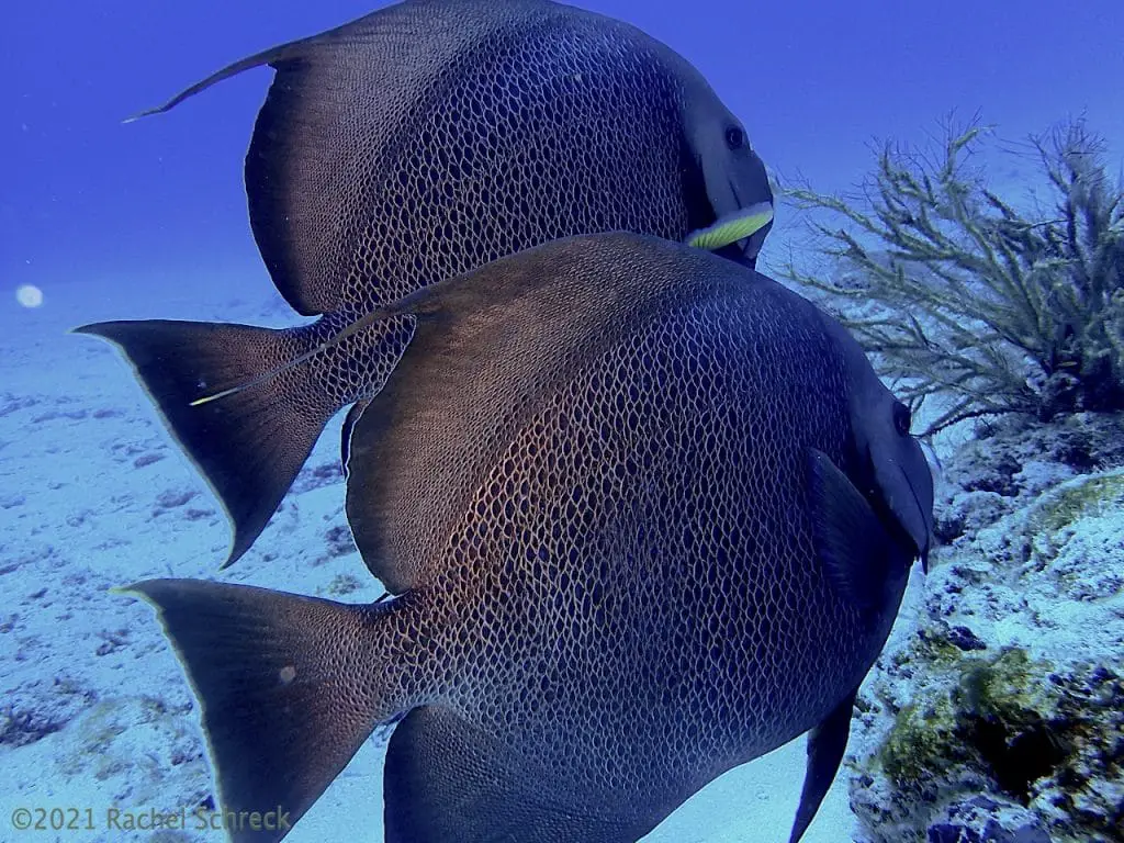 Pair of large 10-12" French Angelfish swimming among corals in Cozumel.