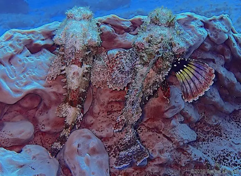 Pair of purple scorpionfish on purple sea sponge in Cozueml