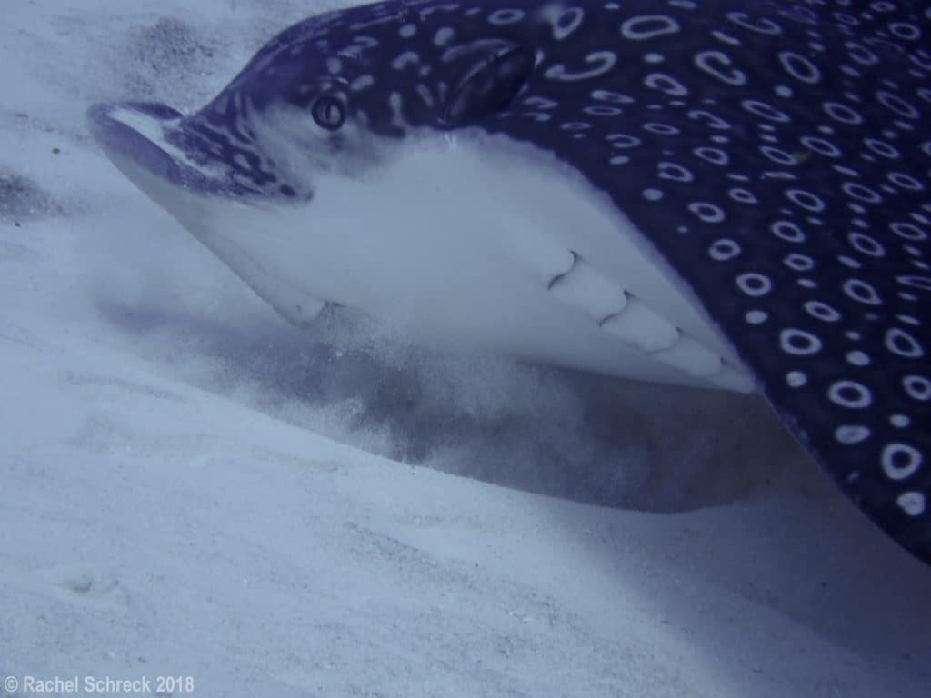 Cozumel eagle ray showing a close-up of face and beak digging and hunting in the sand for shellfish.
