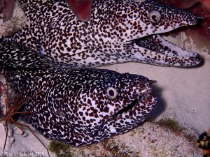 Spotted moray eel couple 2