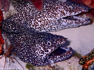 Spotted moray couple 3