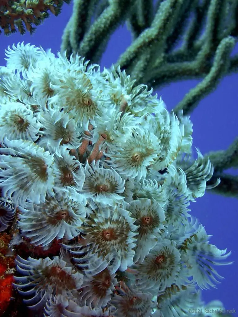Cluster of white and amber social fan worm colony on coral reef with blue water background in Cozumel. Author's original photo. 