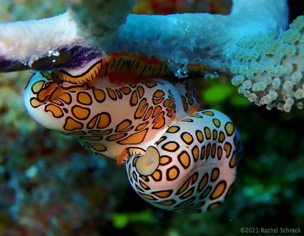 My underwater photo of brightly colored white and orange Flamingo tongue sea snails clearly mating in Cozumel's marine park. 