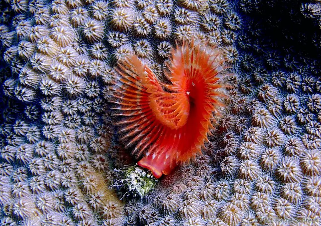 Heart shaped horseshoe worm on coral in Cozumel Mexico