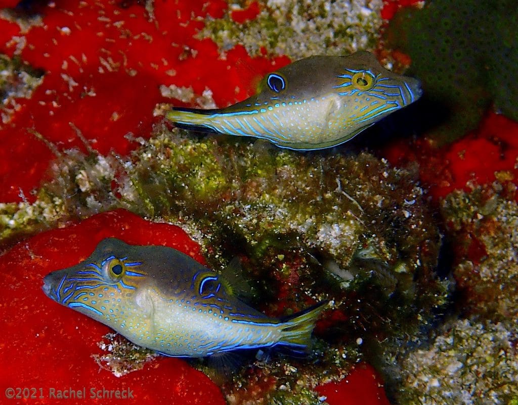 Cute fish pair buddies