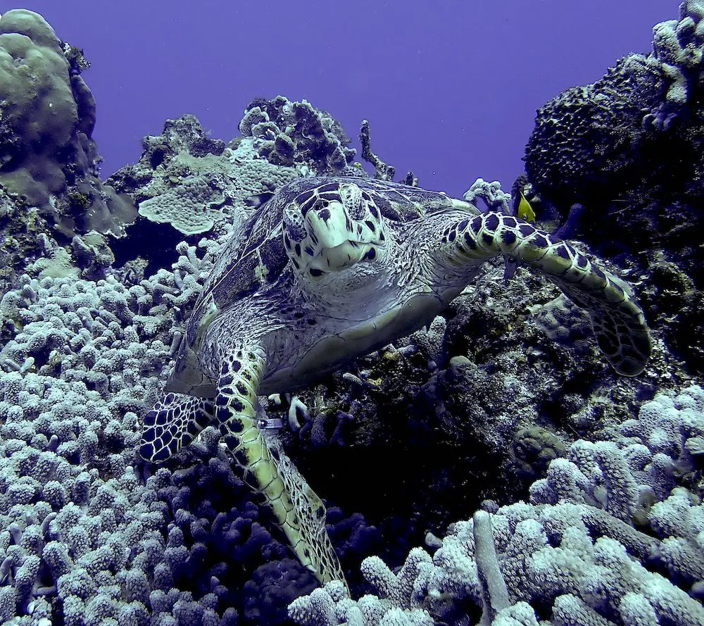 hawksbill turtle staring at camera among corals