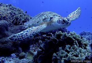 Young green sea turtle gliding over various corals in Cozumel.