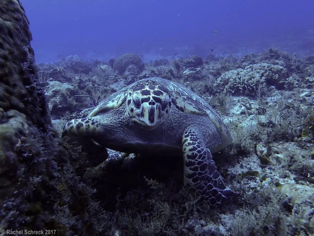 Hawksbill turtle in Cozumel's national marine park. Original photo by author. 