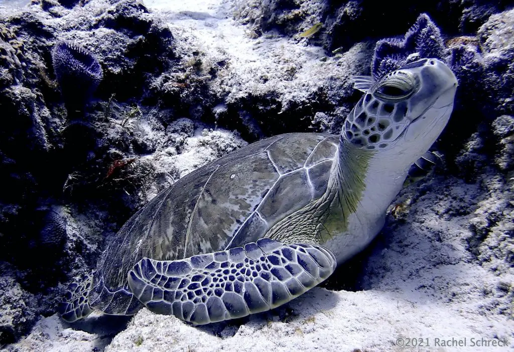 pretty green turtle resting in crevasse along the coral reef