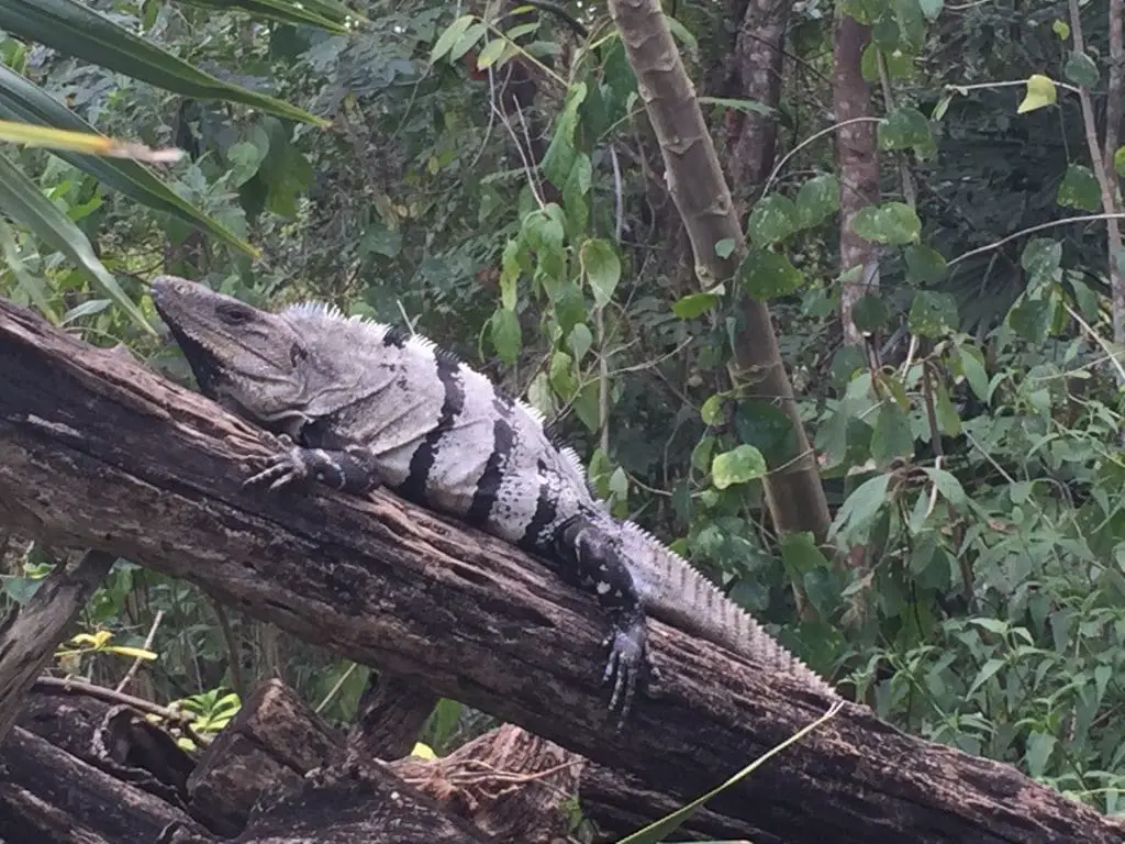 large iguana on a tree branch in Cozumel