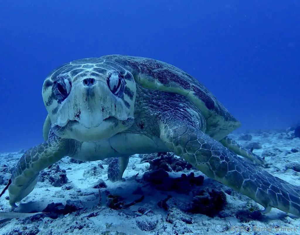 Face to face shot of a Cozumel loggerhead turtle's huge head staring at the author's camera along sandy ocean floor.