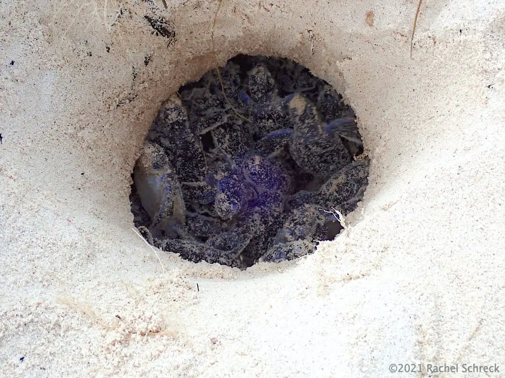 Newly opened nest of tiny turtle hatchlings still deep in the sand. Photo by author during volunteer shift. 