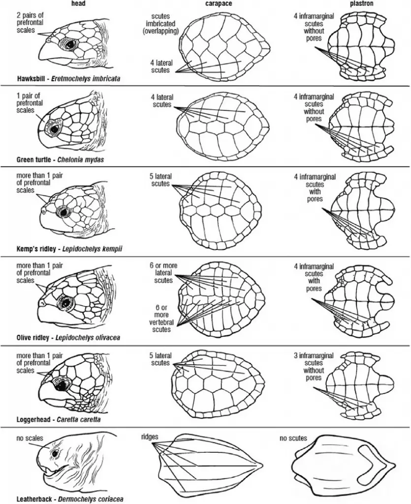 diagram of different sea turtle scute patterns 