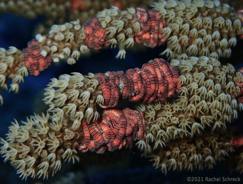 Several small red sea rod basket stars, close up.