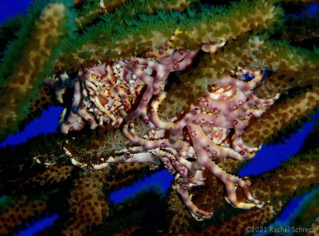 Small pink and yellow basket star underneath the branches of a soft coral in Cozumel.