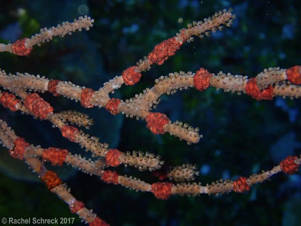 A large cluster of tiny sea rod basket stars in one gorgonian coral in Cozumel, Mexico.