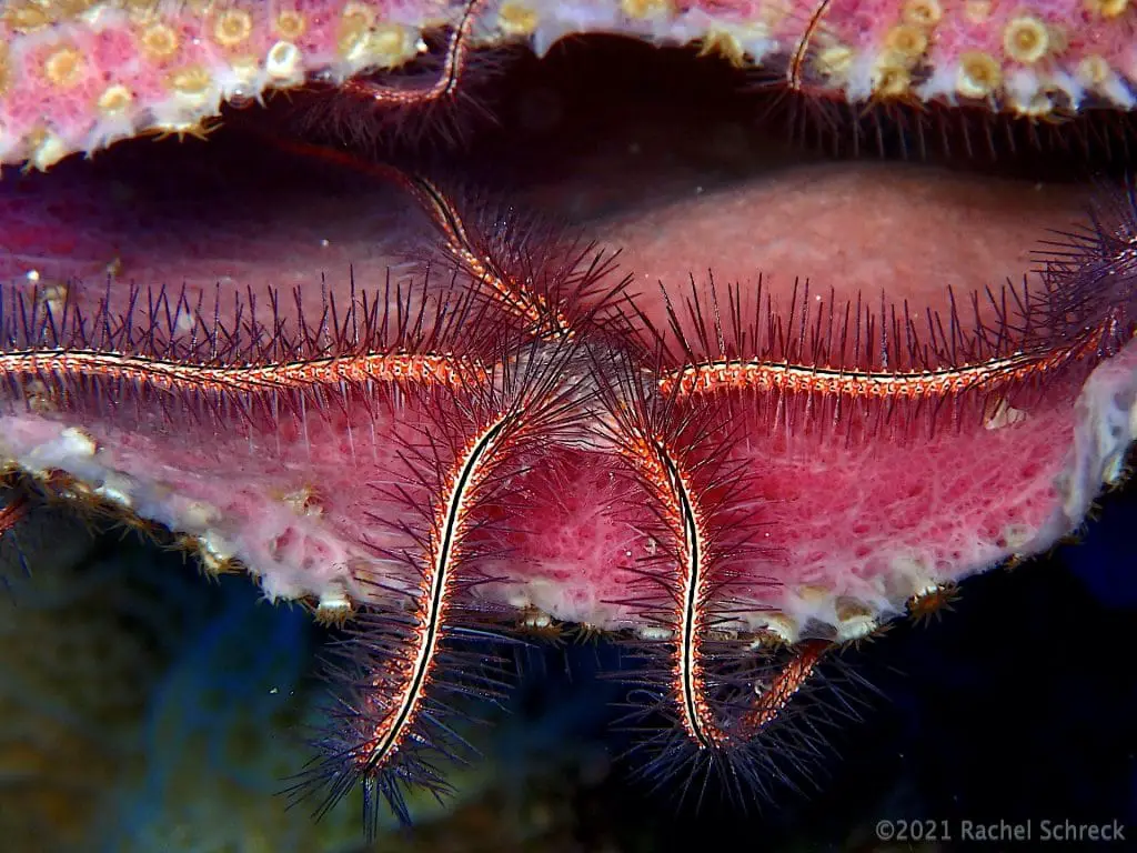 Sharp yellow and red brittle star on pink vase sponge on coral reef in Cozumel.