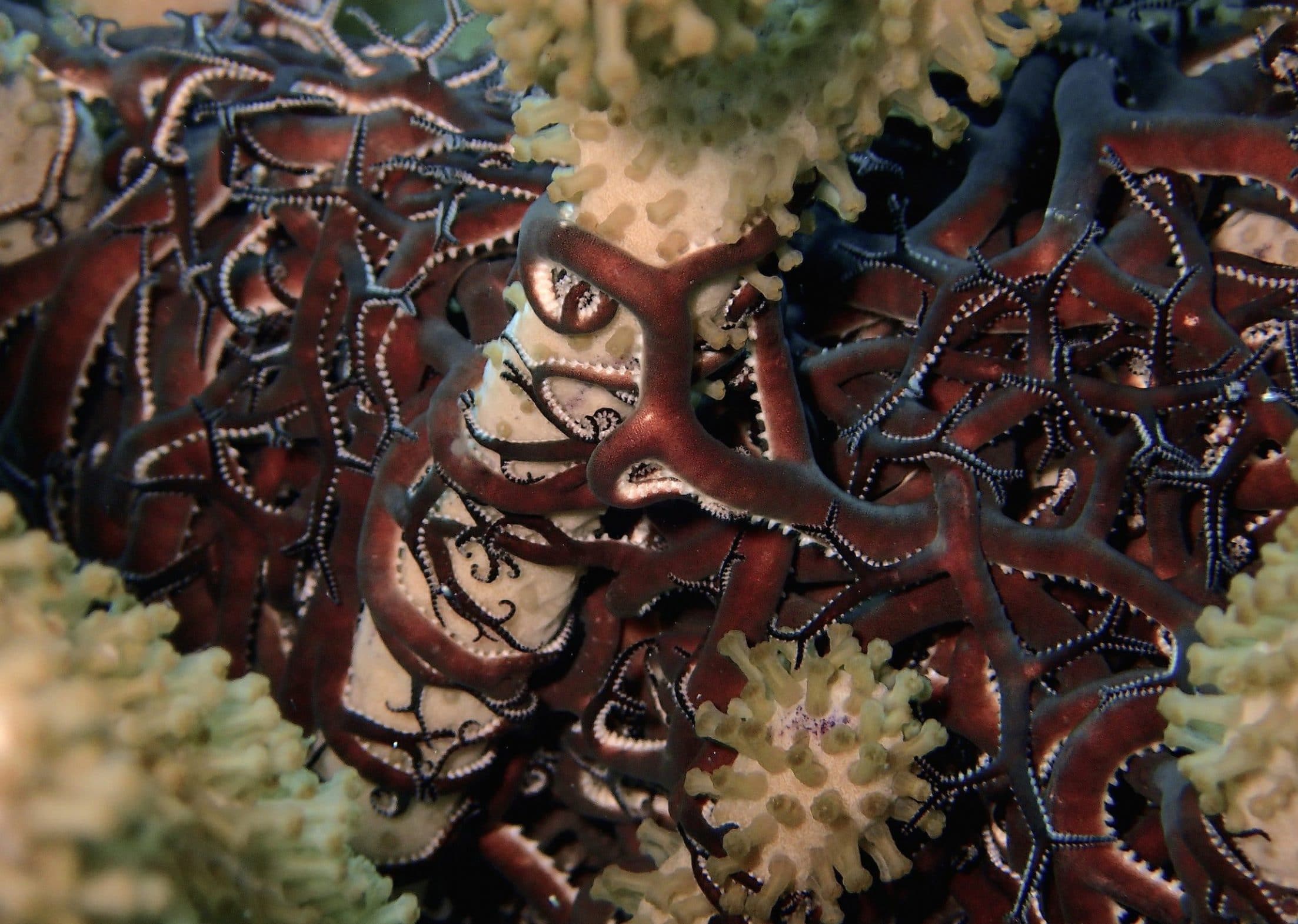 Red-brown basket star clinging to arms of gorgonian coral in Cozumel.