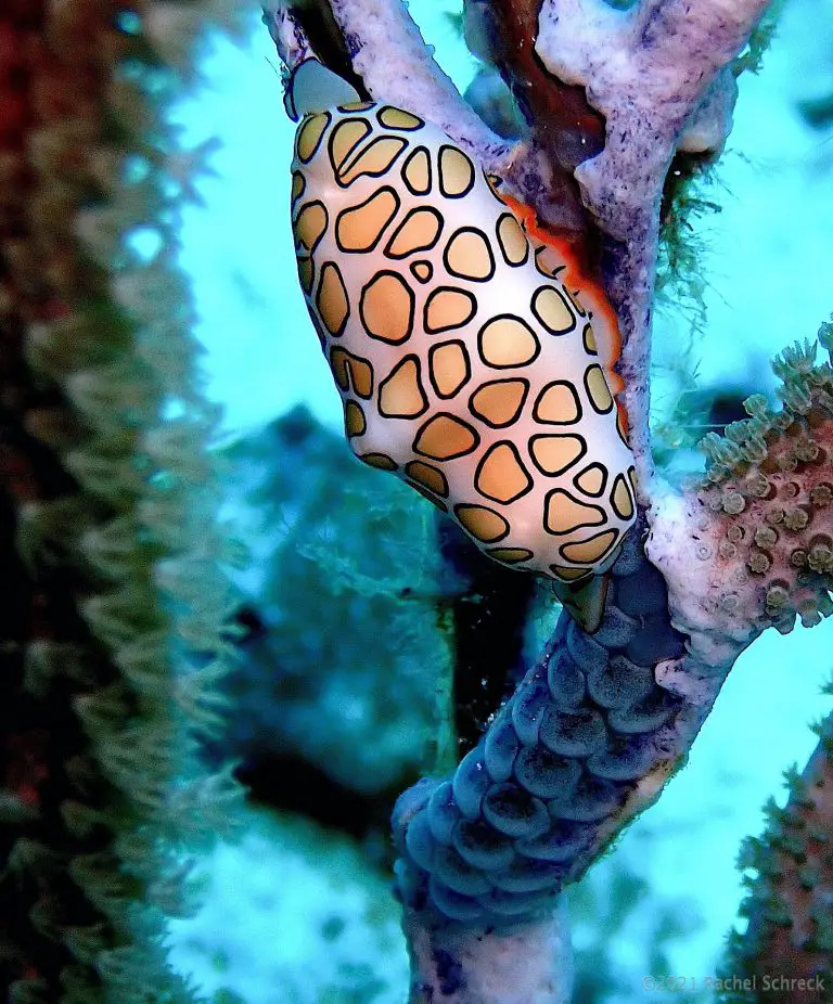 Cozumel Marine Life: Eggs and Nesting Styles