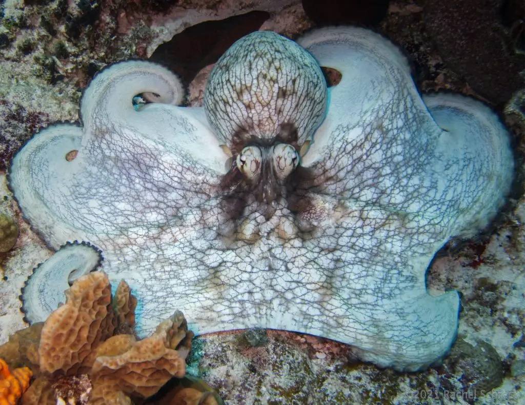 Light blue Caribbean octopus flares out on reef in Cozumel, Mexico, showing its full skirt, bulbous head and dark veining. 