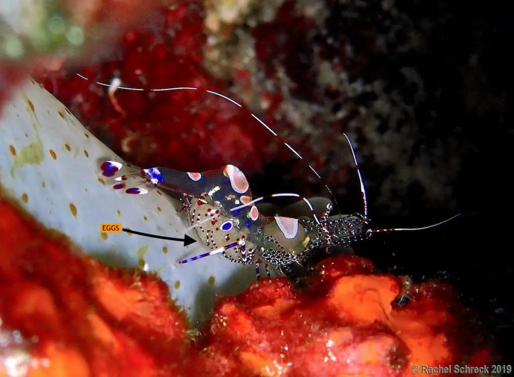 Profile of spotted cleaner shrimp in Cozumel marine park, showing small clutch of eggs inside its abdomen area. 
