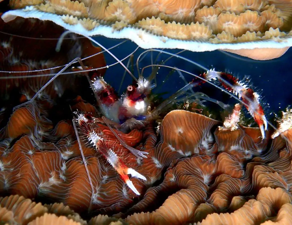 Original close-up photo of a banded cleaner shrimp in sponge along a coral reef in Cozumel, Mexico. 