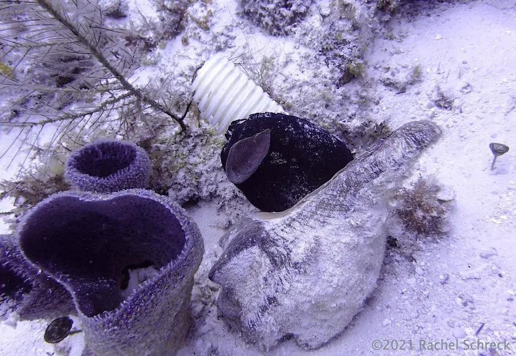 Author's rare shot of a conch actively depositing large egg case onto a coral in Cozumel