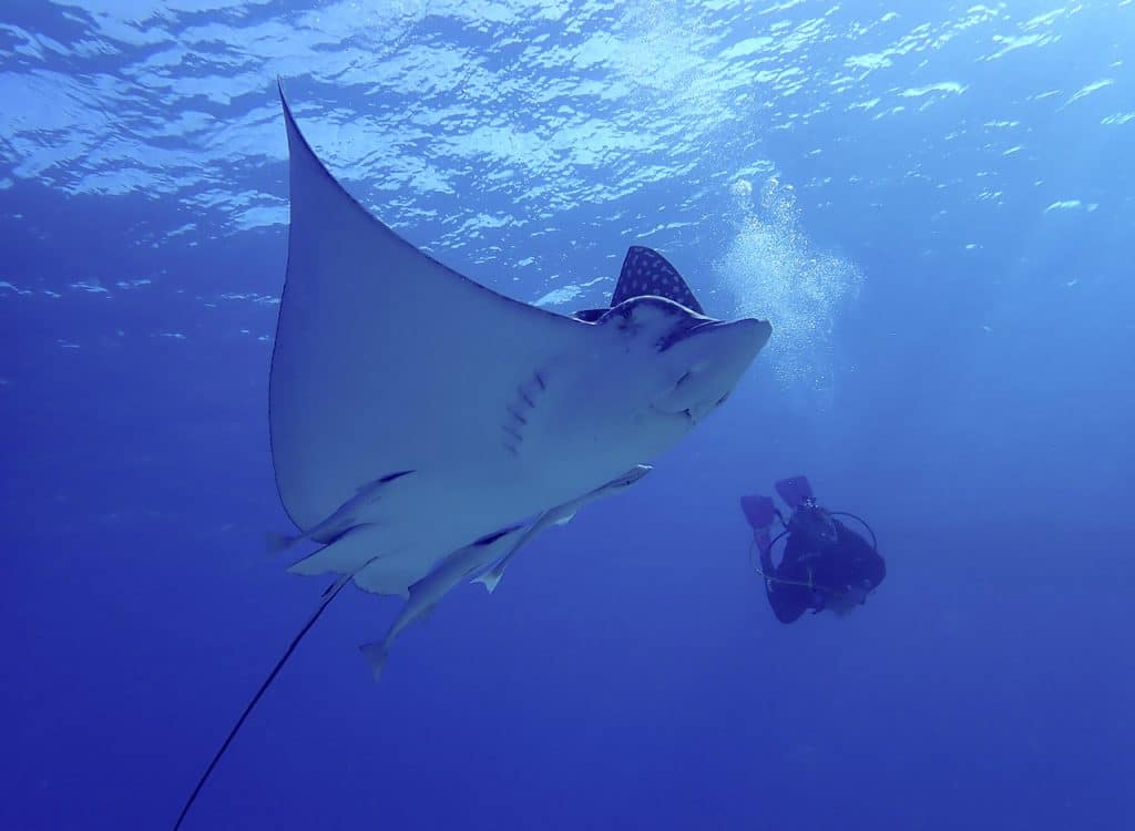 Spotted eagle ray gliding above me in Cozumel with diver in the background, and sunny clear water in the background.