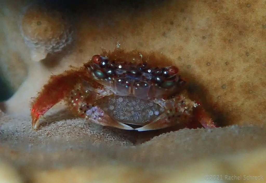 Tiny coral crab with hundreds of grayish white eggs in its claws