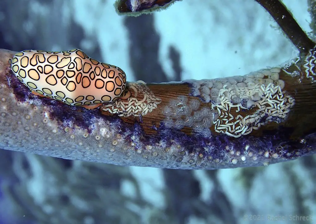 Cozumel's flamingo tongue sea snail with various snail and slug eggs nearby on coral in the marine park.