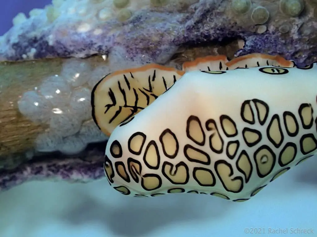 Close up of flamingo tongue sea snail laying eggs in Cozumel's coral reef. 