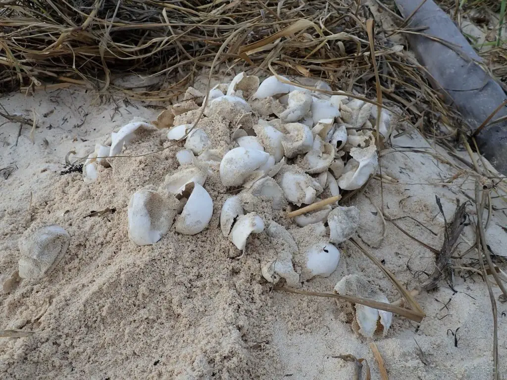 Green sea turtle eggs after they have hatched on the beach