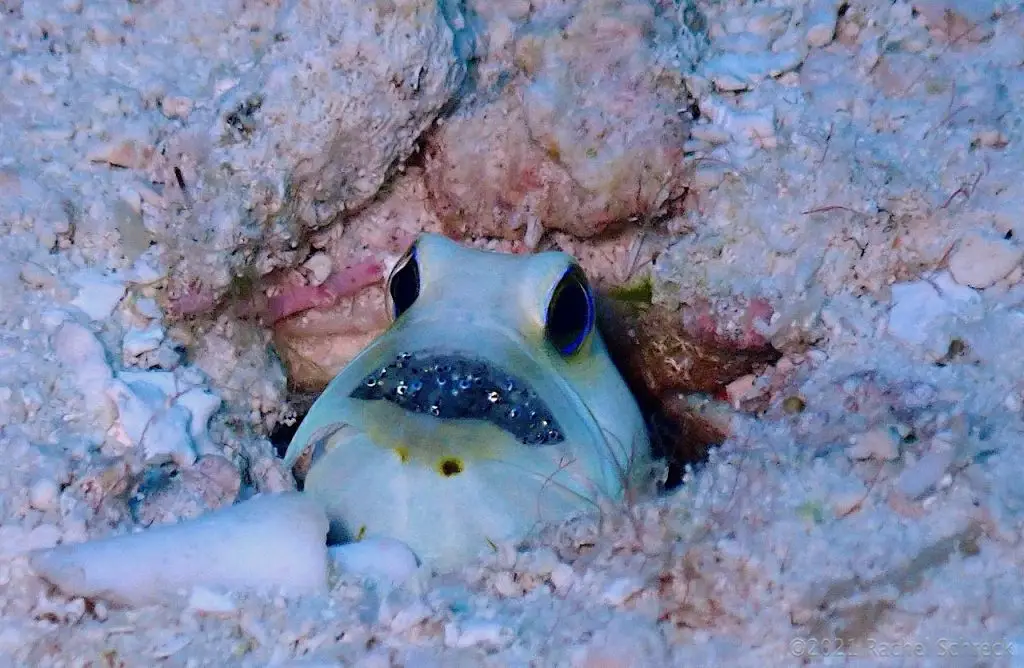 Yellowhead jawfish with mouth full of tiny and shiny grey eggs