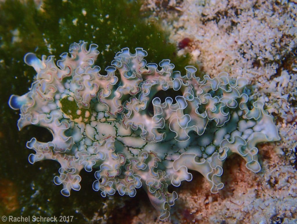 Nice detailed closeup shot I took of a mature elysia crispata, or "lettuce" sea slug in Cozumel, Mexico. 